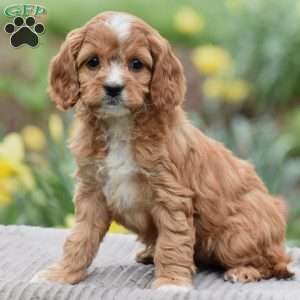 Joyce, Cavapoo Puppy